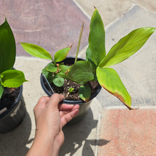 Green Cardamom Live Plant - 5" pot | Elettaria cardamomum