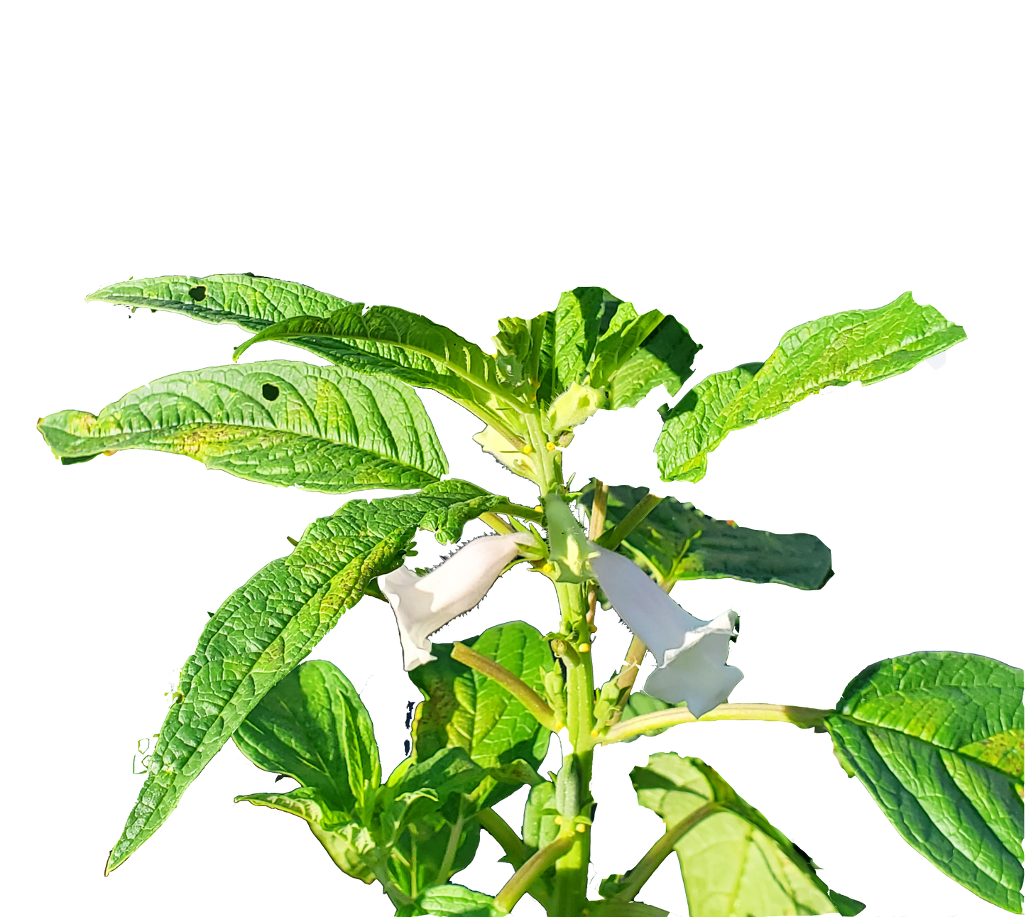 Black Sesame - Non GMO Heirloom - 100 Seeds
