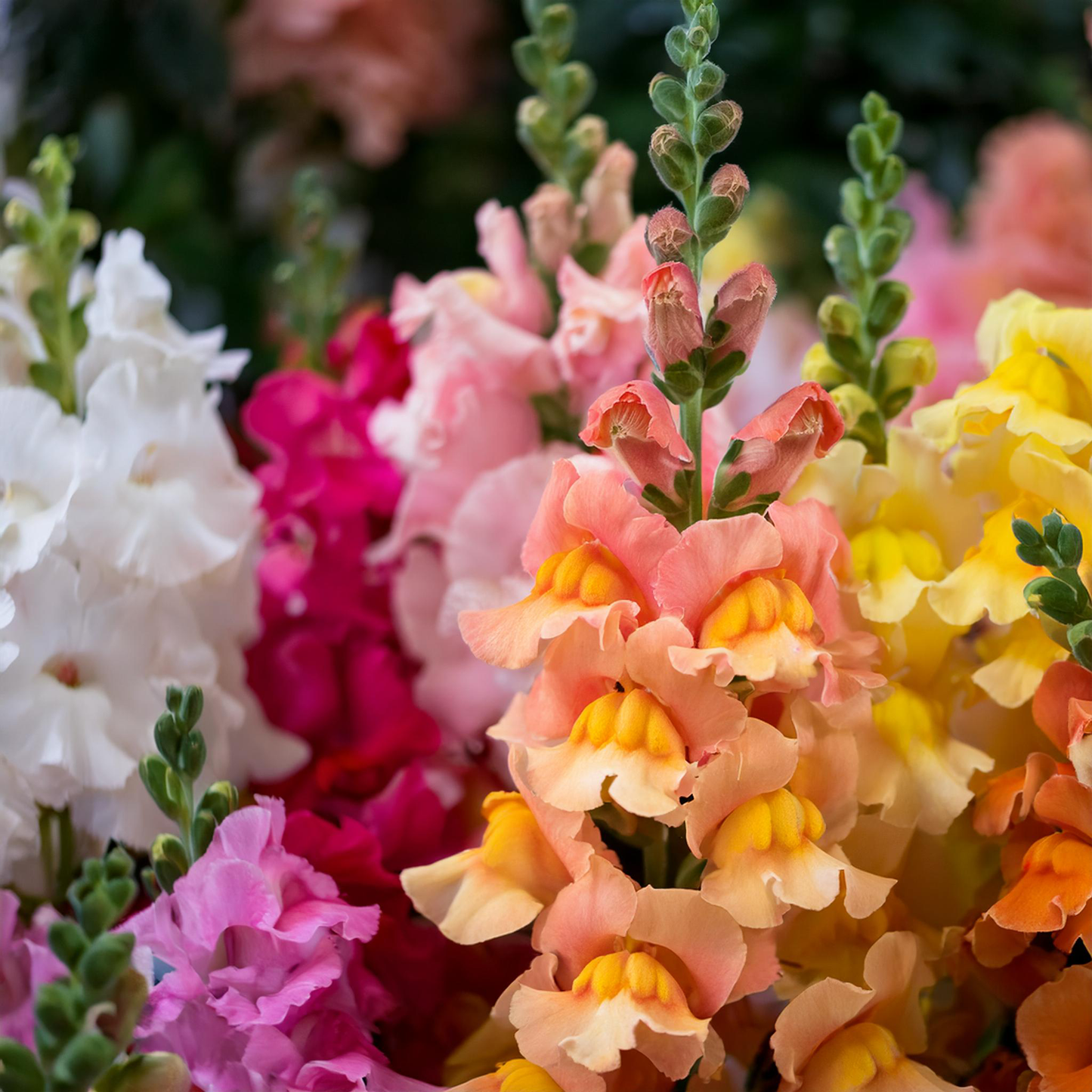 Spurred Snapdragon Flower Seeds- Mixed color - 30 seeds