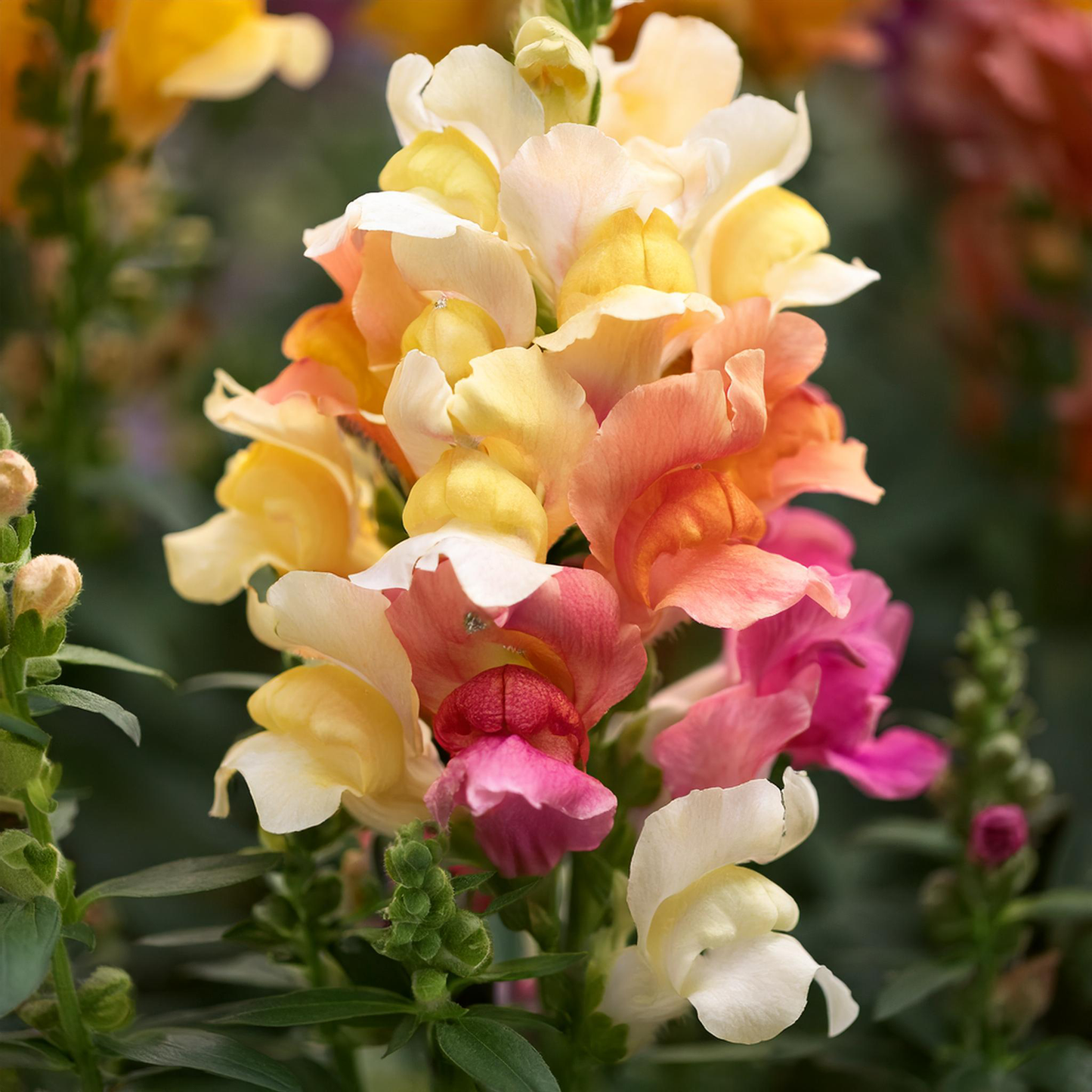 Spurred Snapdragon Flower Seeds- Mixed color - 30 seeds