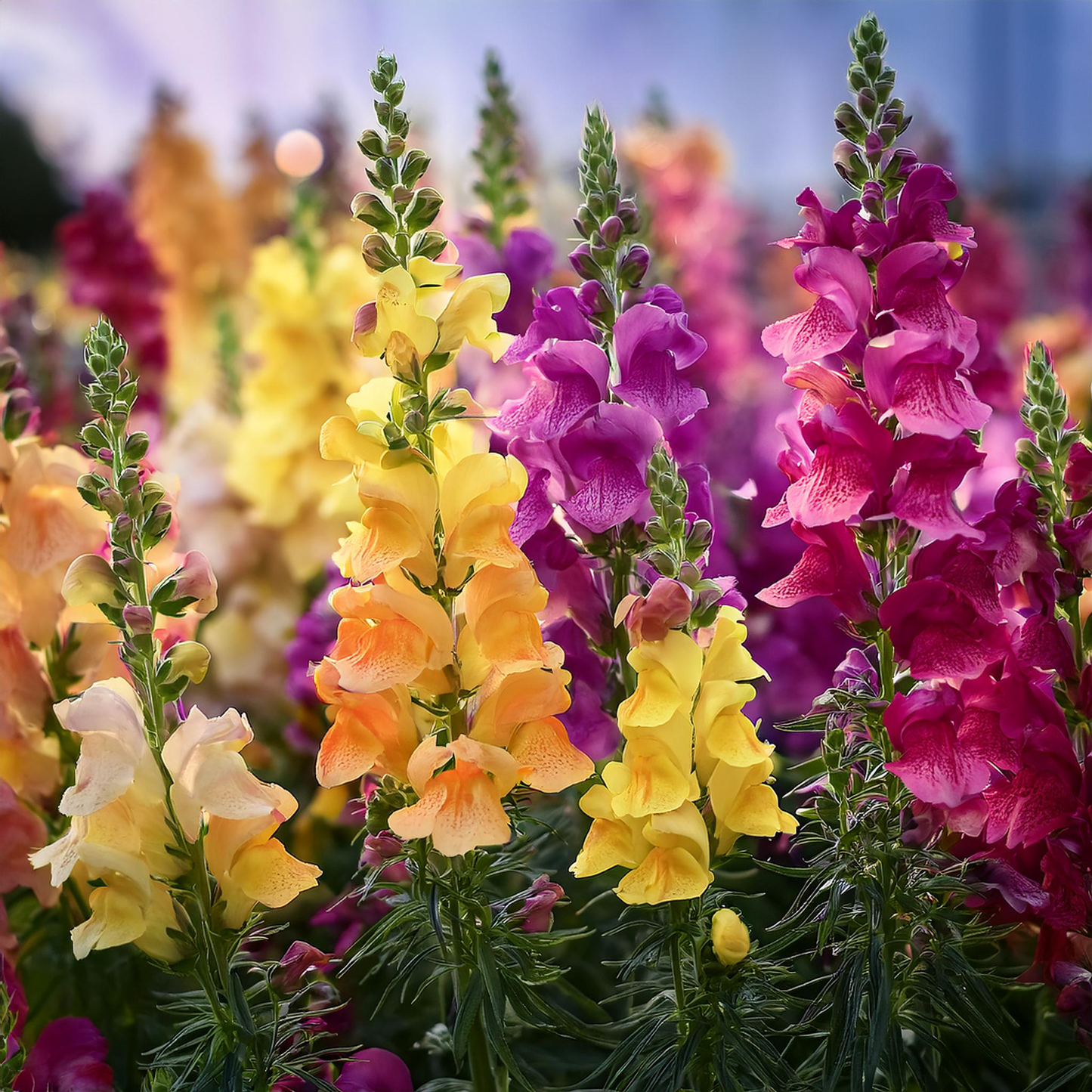 Spurred Snapdragon Flower Seeds- Mixed color - 30 seeds