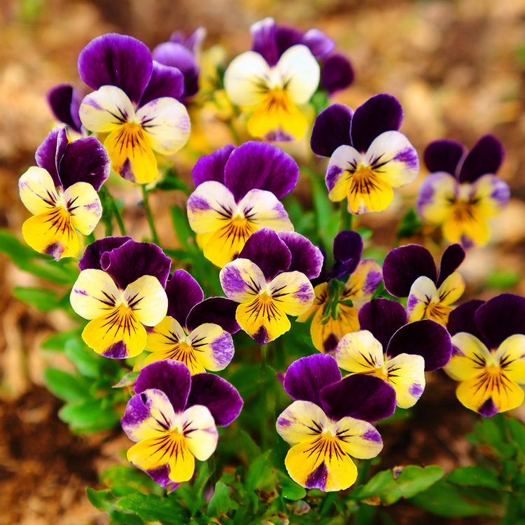 Viola Johny Jump Up- 100 Seeds