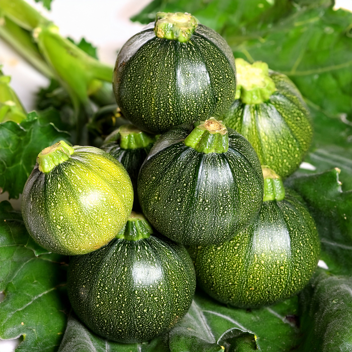 Squash - Zucchini Summer Squash- Hard Eight Ball (10 seeds)