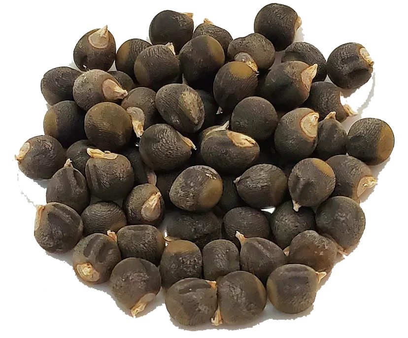How to Save Okra Seeds- Simple Steps to Save Organic Good Quality Seeds