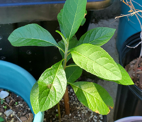 Traditional Medicine- African Bitter Leaf |Vernonia amygdalina