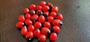 rosary pea