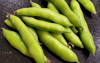Are Fava Beans Safe For You?