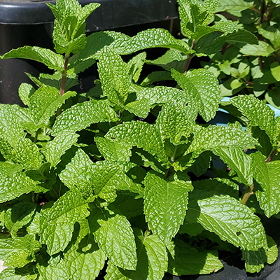 Gardening Tips to Grow Healthy Mint