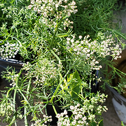 Distinguish Among Oregano, Carom Seeds, and Cuban Oregano