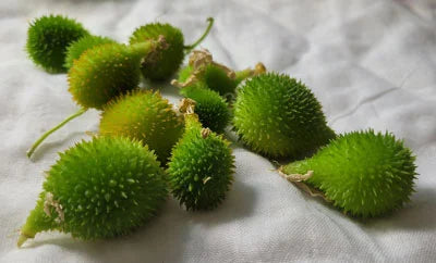 Spiny Gourd / Kantola – Momordica balsamina