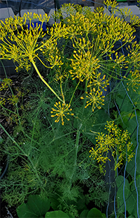The Best Way To Get Free Organic Seeds