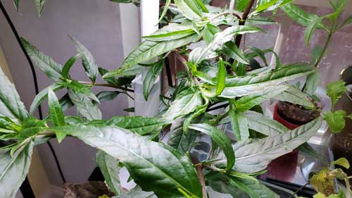 Bhringaraj Plant – Health Benefits and Growing