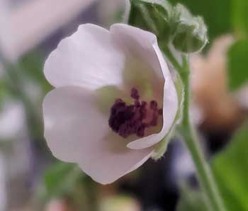 Marshmallow Plant- An Ancient Medicine & A Delicious Desert