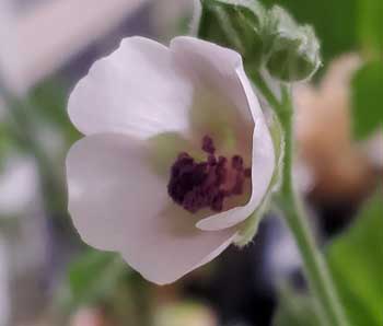 Marshmallow Plant- History of a Delicious Desert