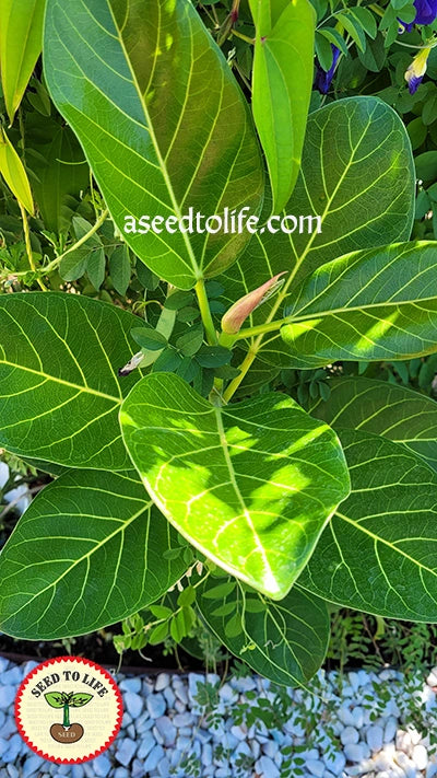 Banyan Tree – National Tree of India