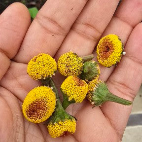 Paracress- Toothache Flower- 25 seeds