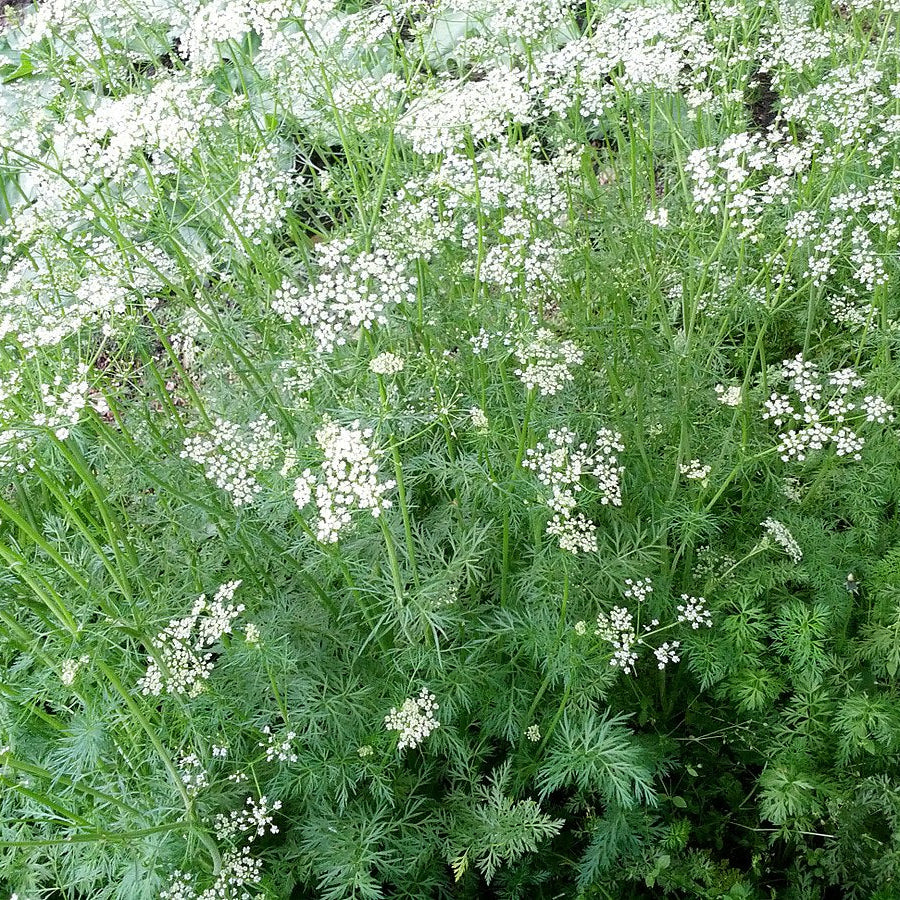 Cumin Herb- 100 seeds for Planting