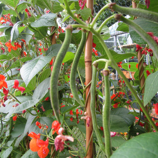 Pole Beans- Scarlet Runner Bean- 10 seeds