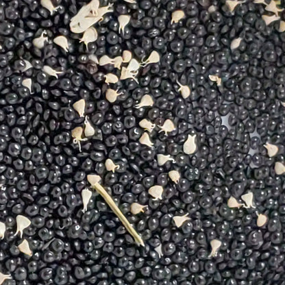 Amaranth 'Green' – 500 Seeds