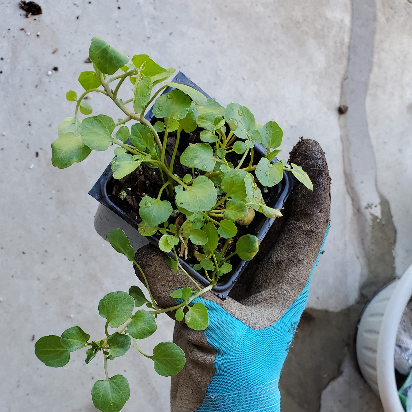 Watercress Seeds - 800+ (1g) - Organic