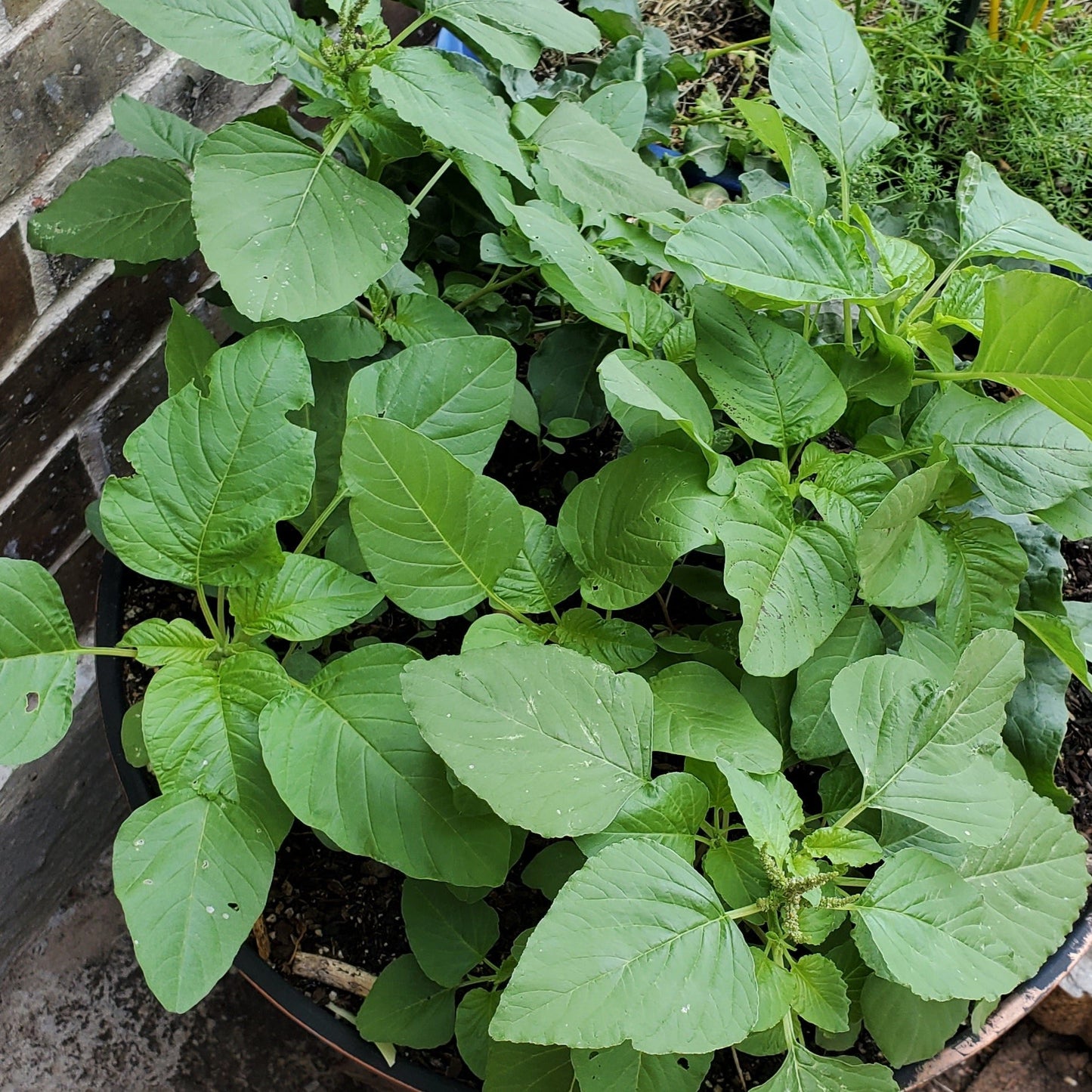 Amaranthus- Green Amaranth - 500 Seeds