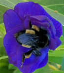 Butterfly Pea - Seeds Clitoria ternatea  (15 seeds)