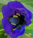 15 SEEDS of Butterfly Pea Plant- Clitoria ternatea