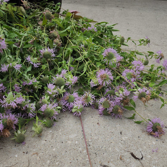 Bee Balm/ Monandra Live Starter Plants- (Purple Flower)