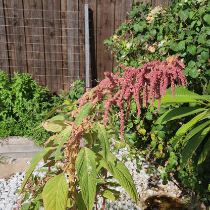Amaranth 'Love Lies Bleeding' – 100 Seeds