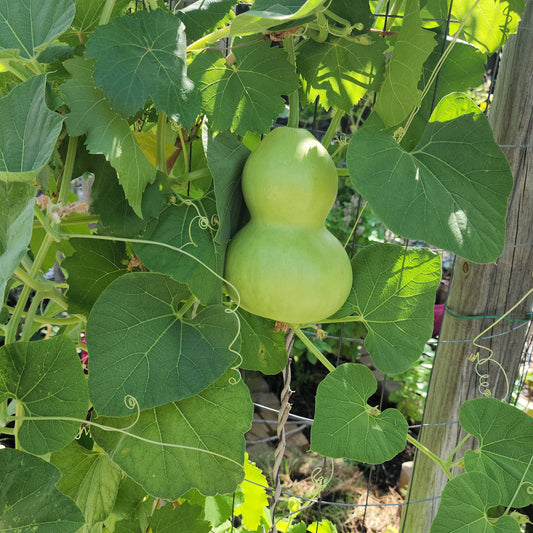 Bottle Gourd - Bird house - 10 seeds