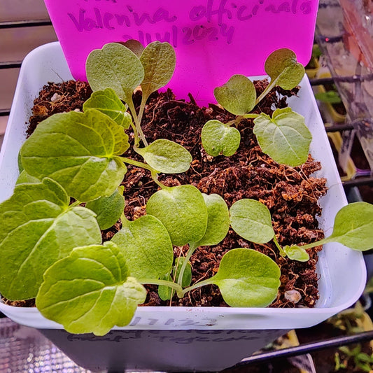 Valerian Root- 200 seeds - Valerina officinale