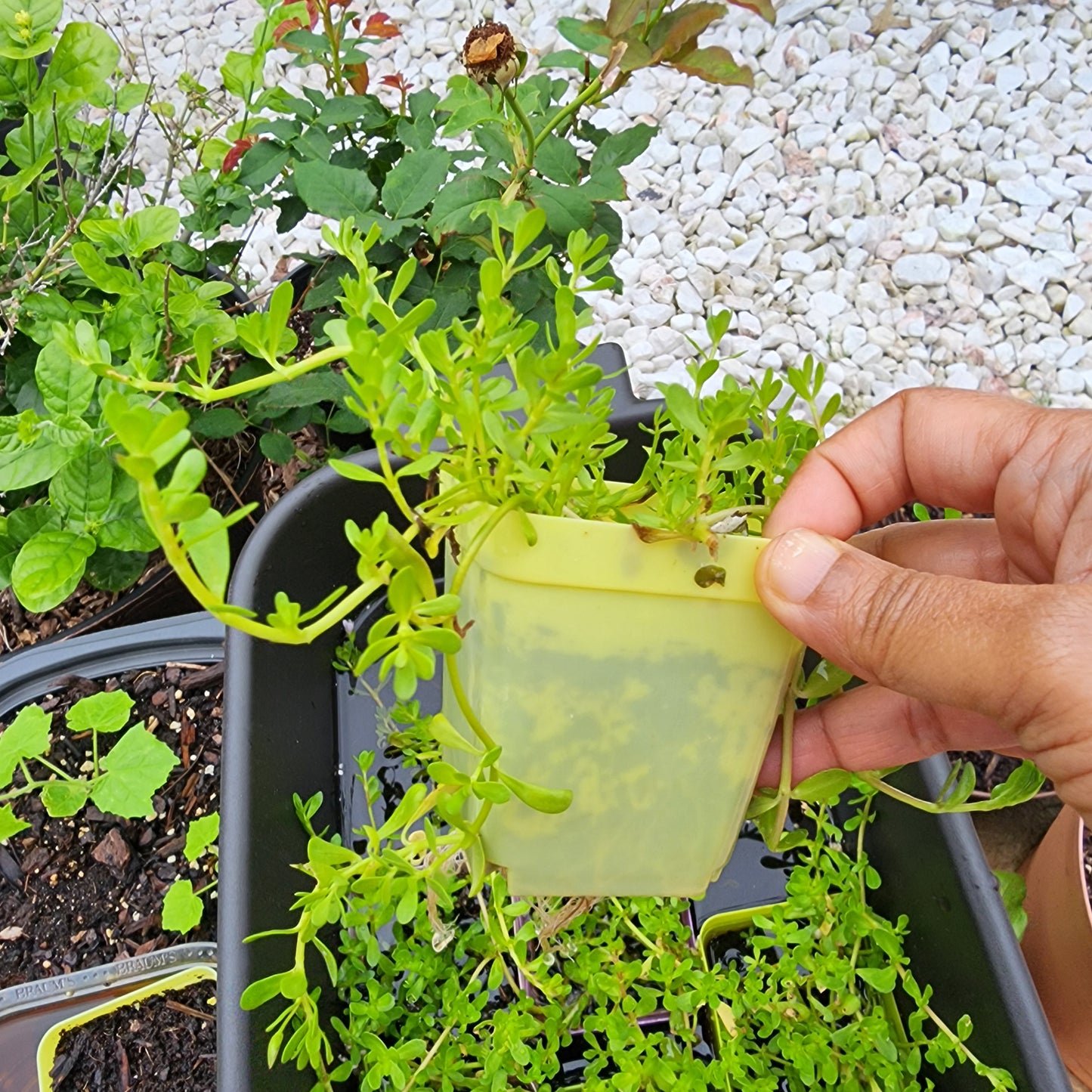 Bacopa monnieri-Multiple Live Brahmi Plants in 3 inch pot Water hyssop