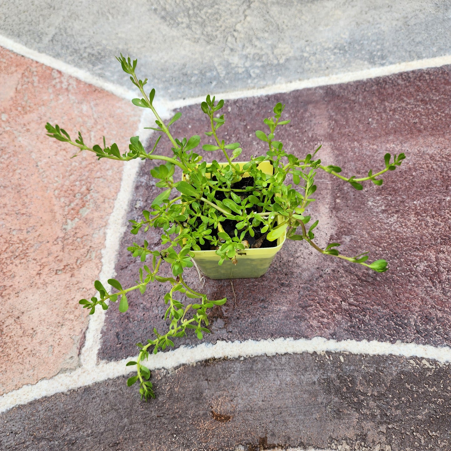 Bacopa monnieri-Multiple Live Brahmi Plants in 3 inch pot Water hyssop