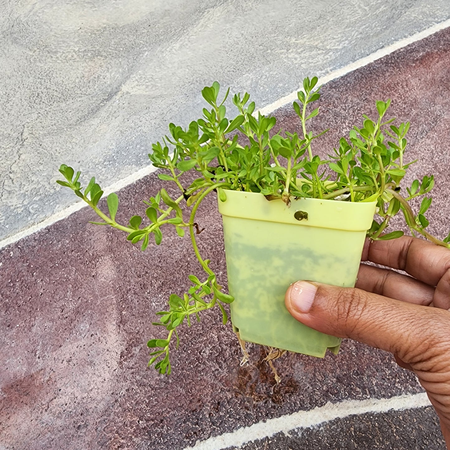 Bacopa monnieri-Multiple Live Brahmi Plants in 3 inch pot Water hyssop