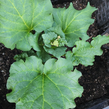 Rhubarb 'Victoria' – 30 Seeds