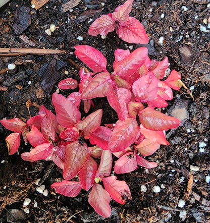 Amaranth 'All Red Leaf' – 100 Seeds