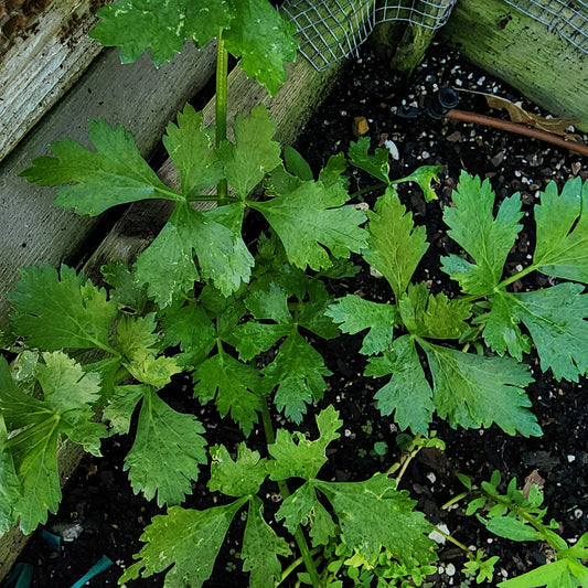 Cilantro Slow Bolting - 100 SEEDS