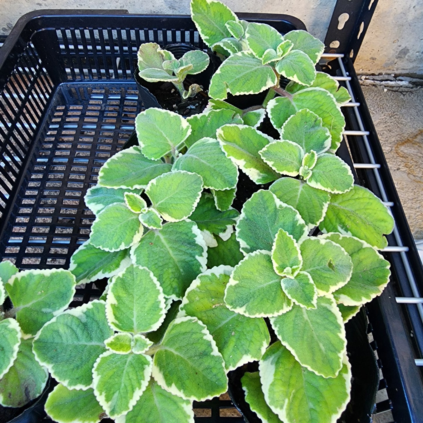 Cuban Oregano Herb- Varigated- 3" Pot |Indian Borage| Plectranthus amboinicus