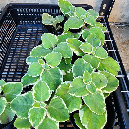 Cuban Oregano Variegated – Live Plant, 3" Pot, 2 Pack