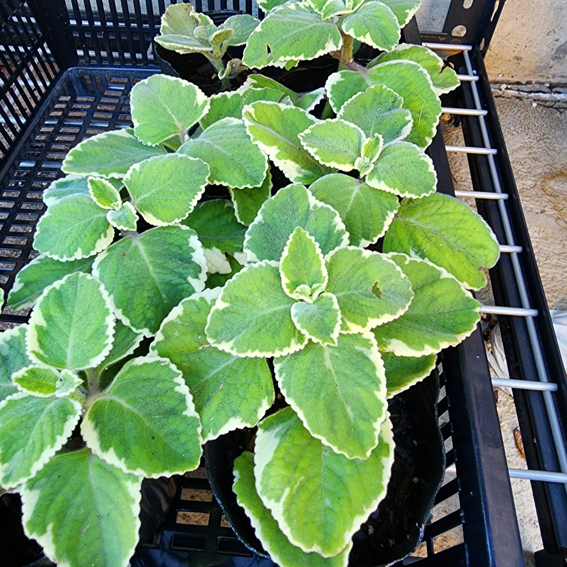 cuban oregano succulent Cuban Oregano Herb- Varigated- 3" Pot |Indian Borage| Plectranthus amb – Seed To Life