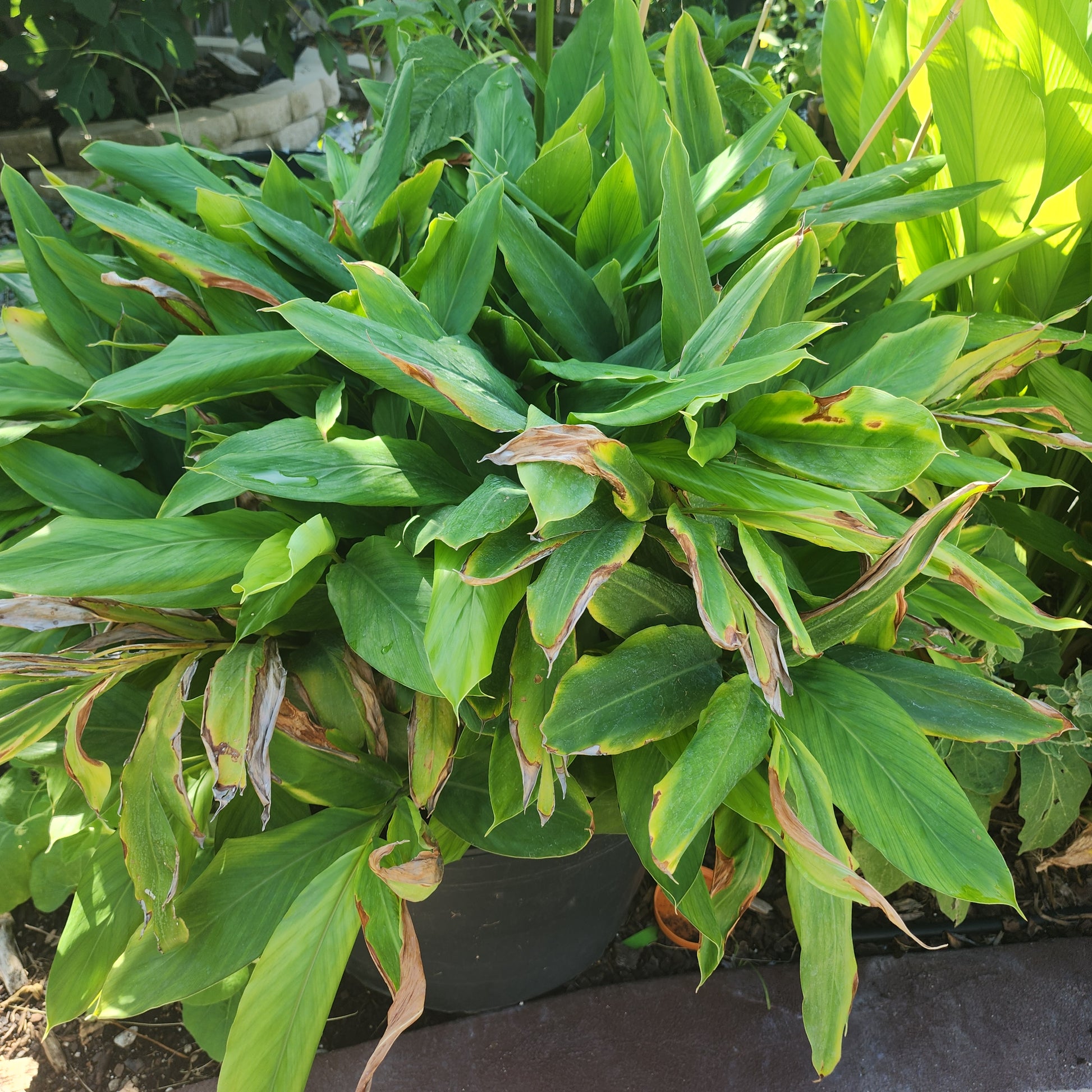 cardamom plant in pot Green Cardamom Live Plant - 1 gallon pot