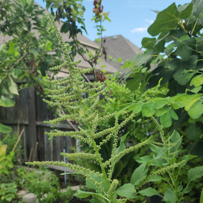 Amaranth 'Green' – 500 Seeds