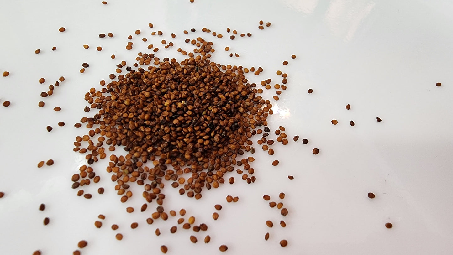 Watercress Seeds - 800+ (1g) - Organic