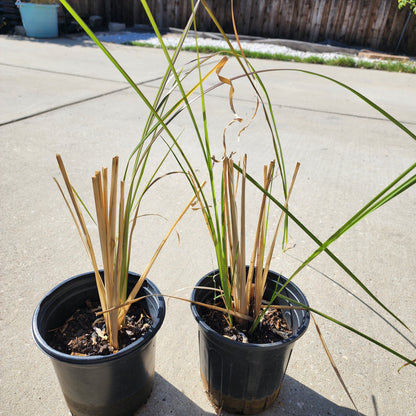 Vetiver Grass (Chrysopogon zizanioides) – Live Plant, 1 Gallon Pot
