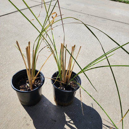 Vetiver Grass (Chrysopogon zizanioides) – Live Plant, 1 Gallon Pot
