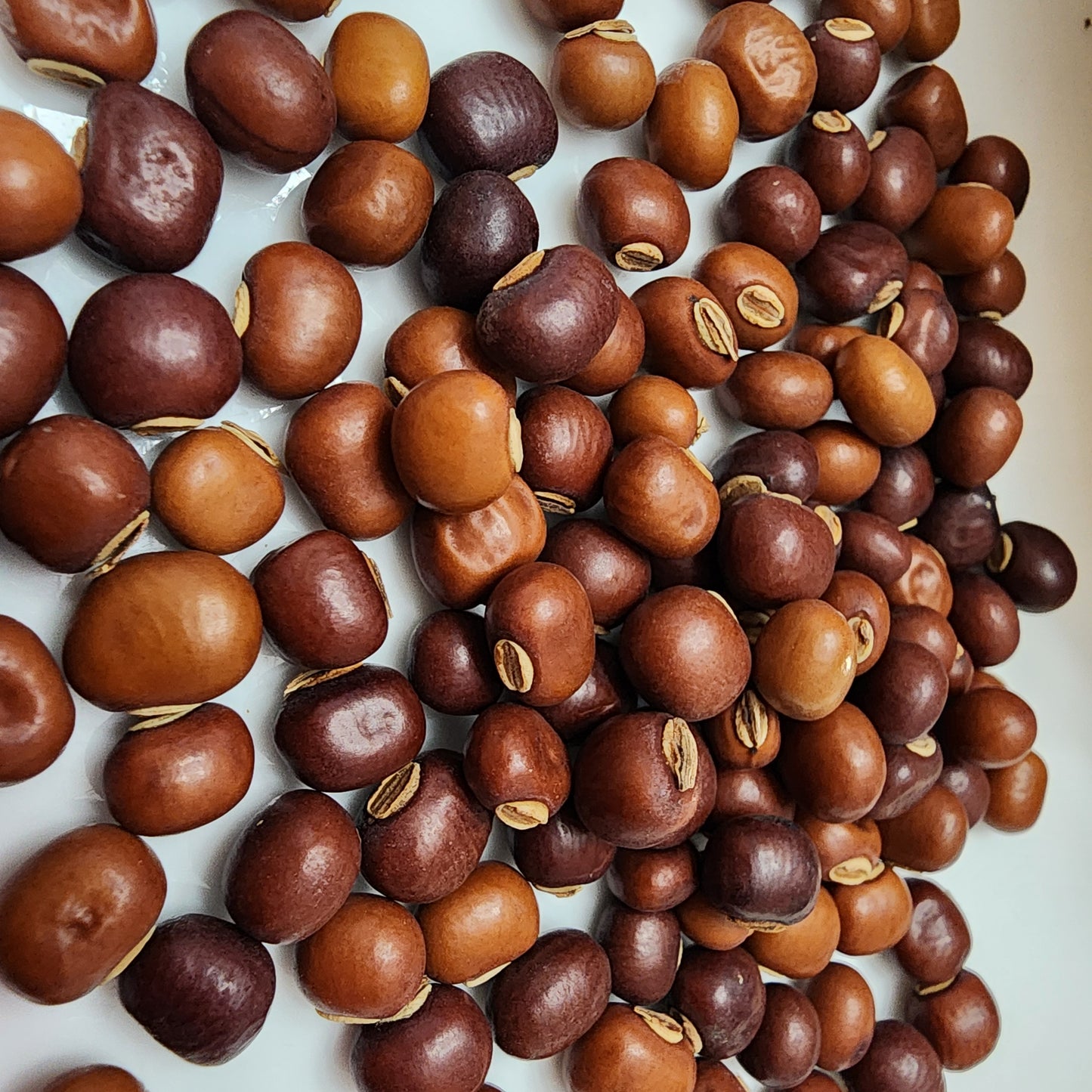 Winged Beans Seeds- 20
