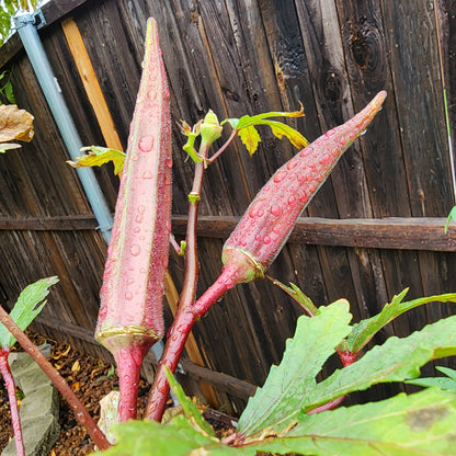 Okra 'Red Burgundy' – 30 Seeds