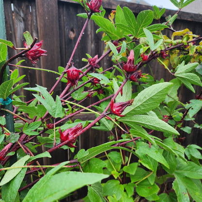 Roselle Hibiscus 'Gongura' – 30 Seeds (Hibiscus sabdariffa)