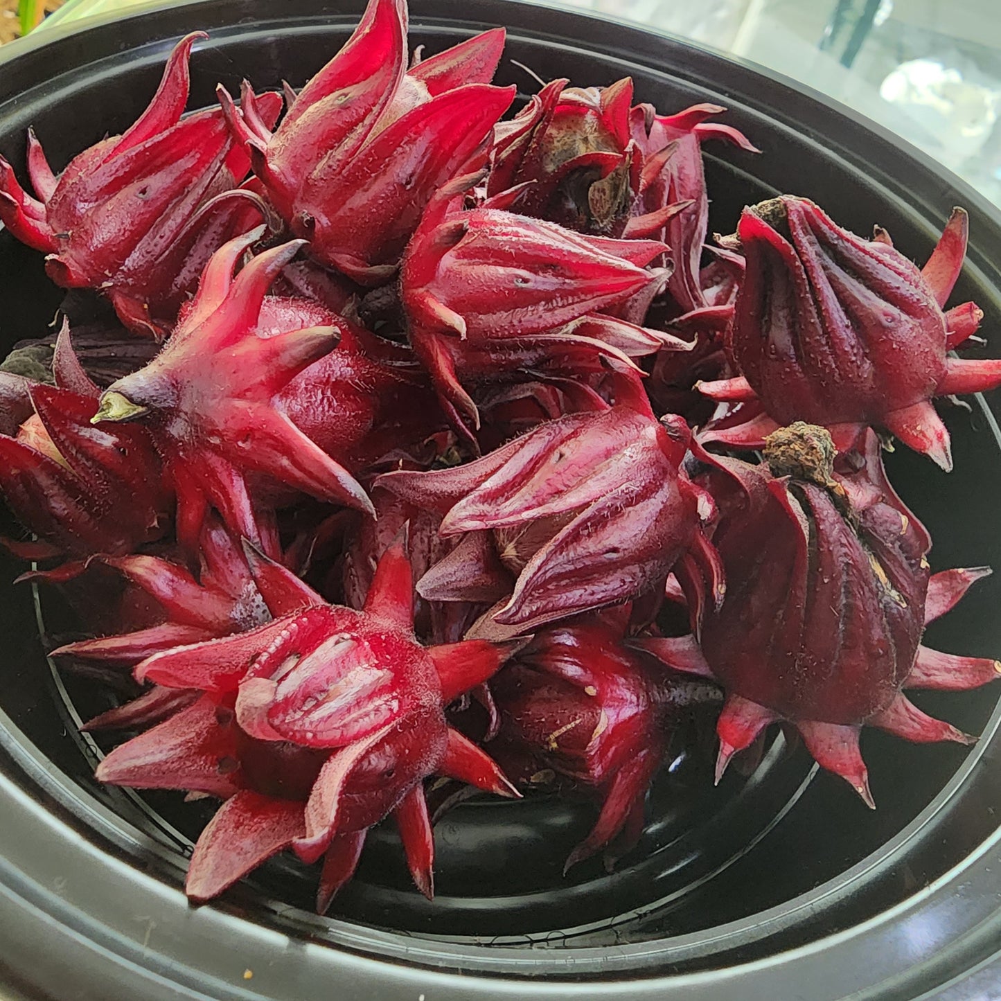 Roselle Hibiscus - Gongura - 30 Seeds- Hibiscus sabdariffa