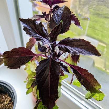 Basil 'Purple Ruffle' – 100 Seeds
